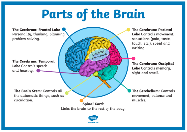 Chart showing parts and functions of the brain